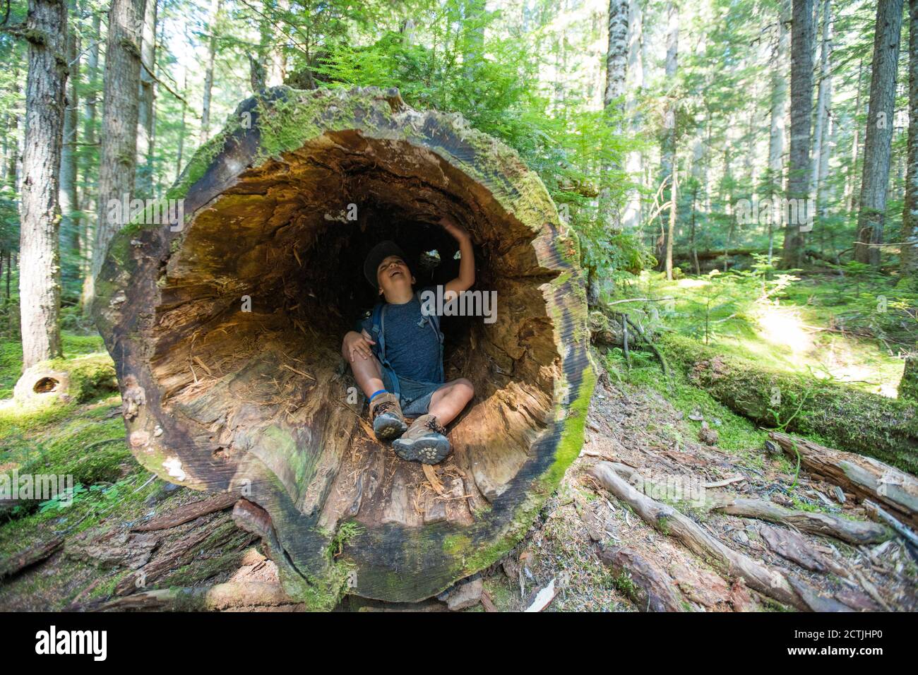 Boy sitting inside discovering and exploring old growth tree, Stock Photo