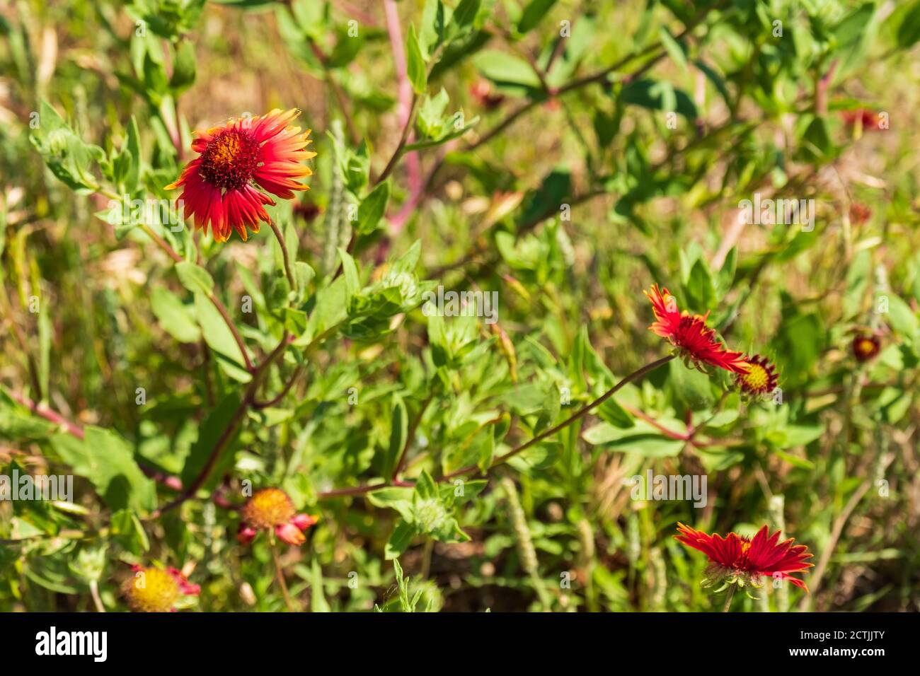 Indian Blanket or Indian Blanketflower, Gaillardia pulchella, growing in the Great Salt Plains of Oklahoma, USA. Oklahoma State flower. Stock Photo