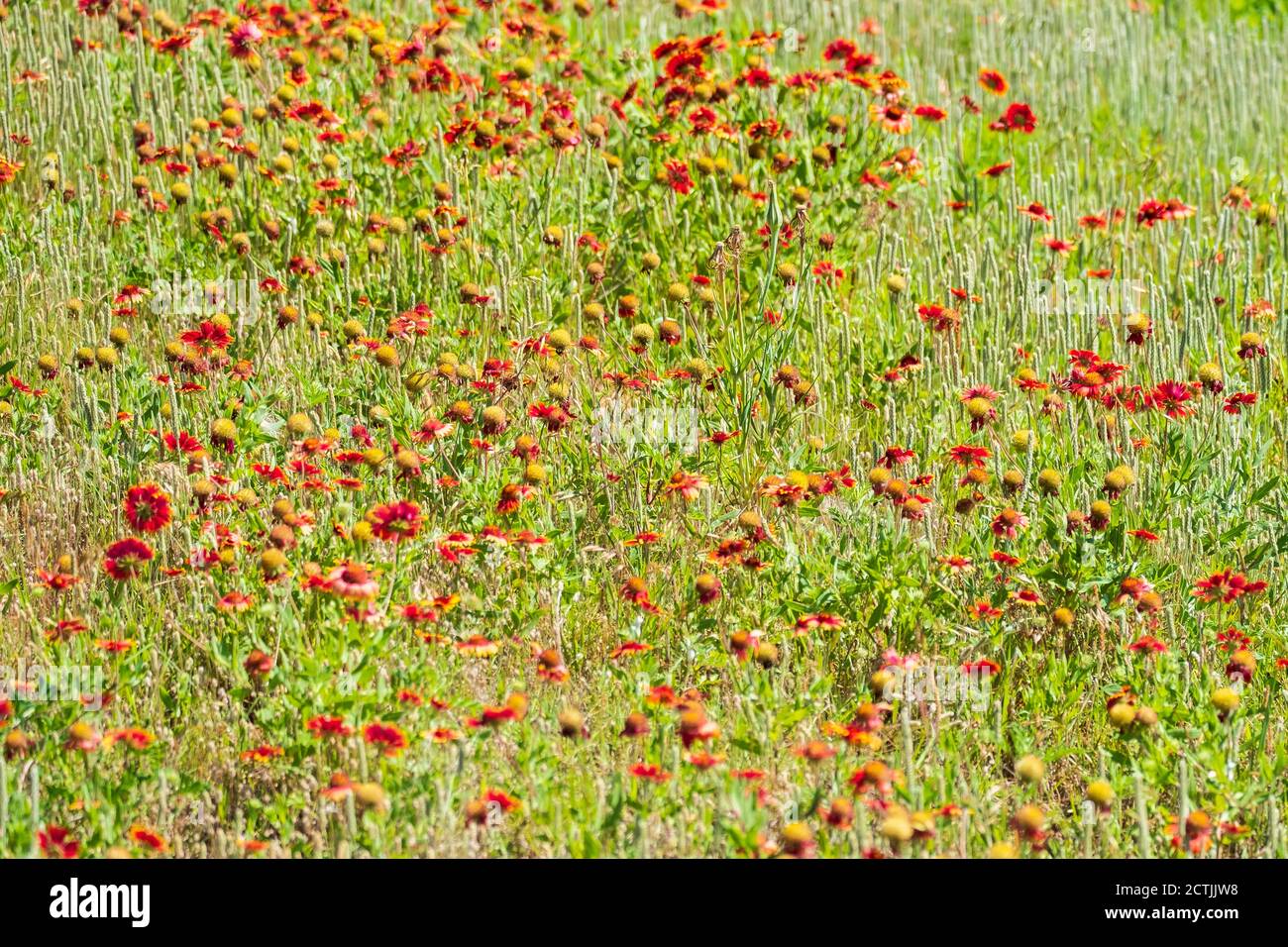 Indian Blanket or Indian Blanketflower, Gaillardia pulchella, growing in the Great Salt Plains of Oklahoma, USA. Oklahoma State flower. Stock Photo