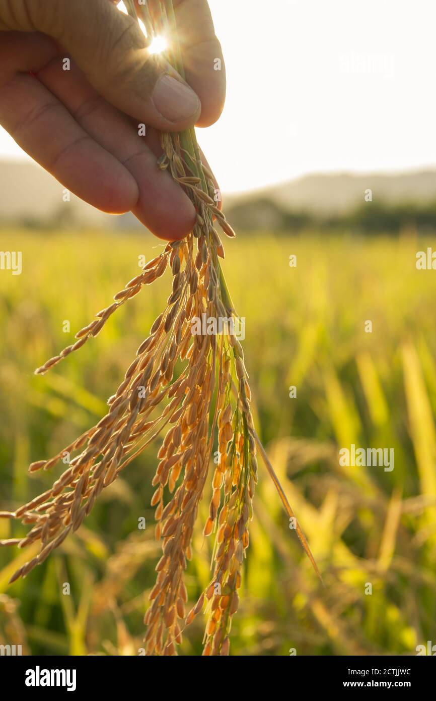beautiful sunset in a rice field ,hand holding rice ears or plant close ...
