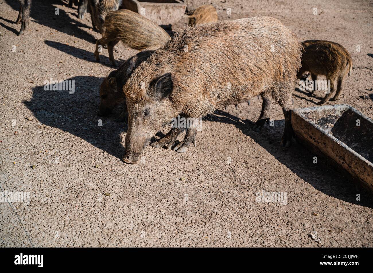 Group of wild boars in a farmland Stock Photo Alamy