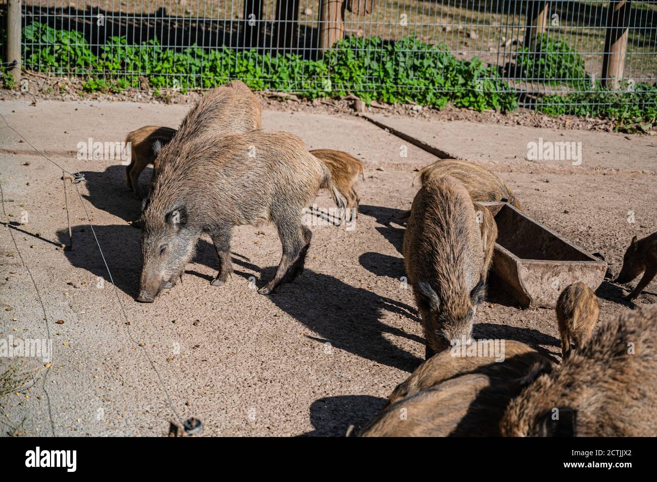 Group of wild boars in a farmland Stock Photo Alamy
