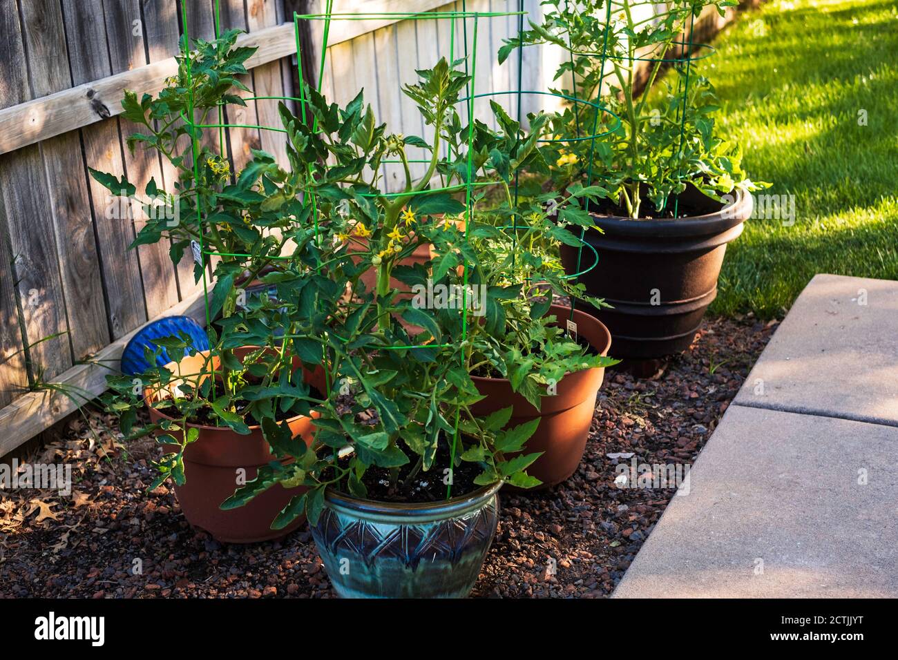 Tomato plants growing in pots, container gardening. Kansas, USA Stock