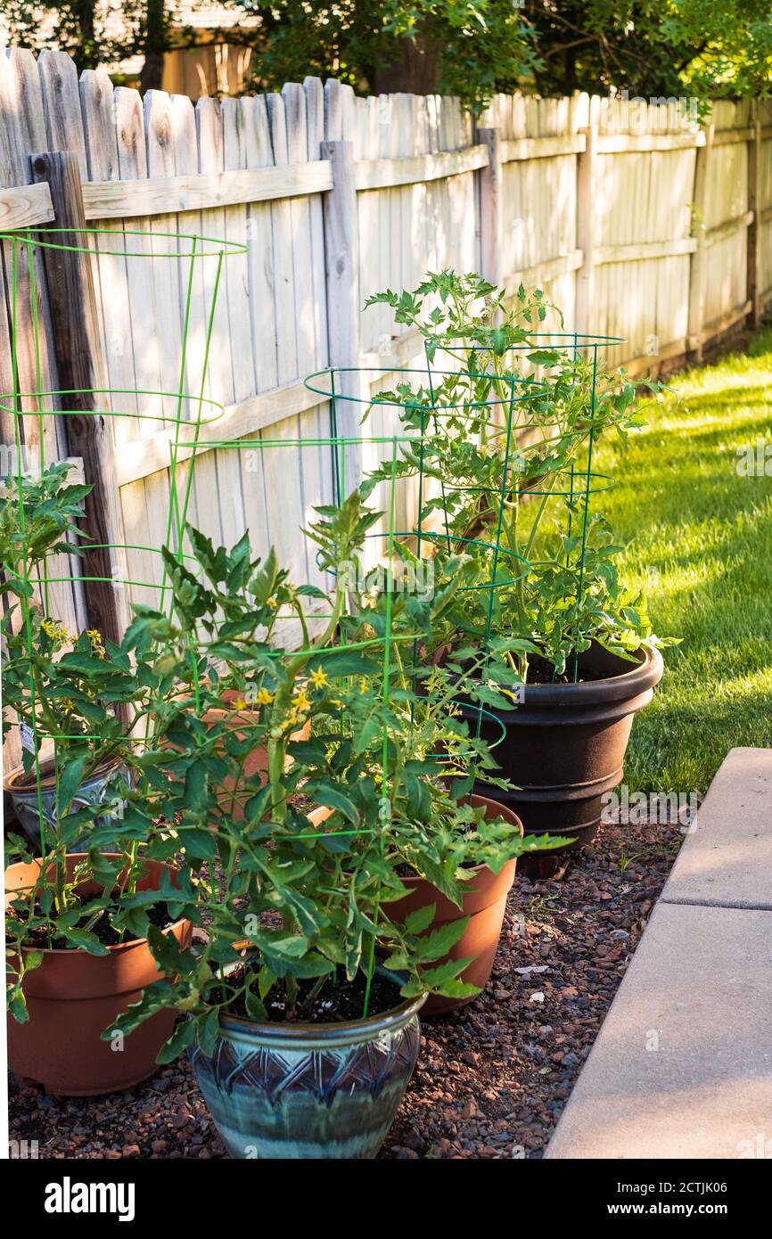 Tomato plants growing in pots, container gardening. Kansas, USA Stock