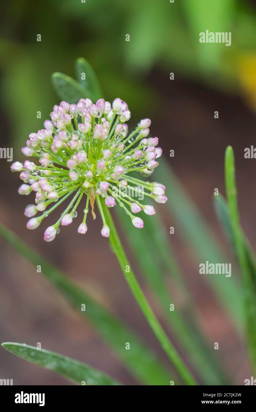 German garlic bloom, Allium senescens, in budding form. USA Stock Photo