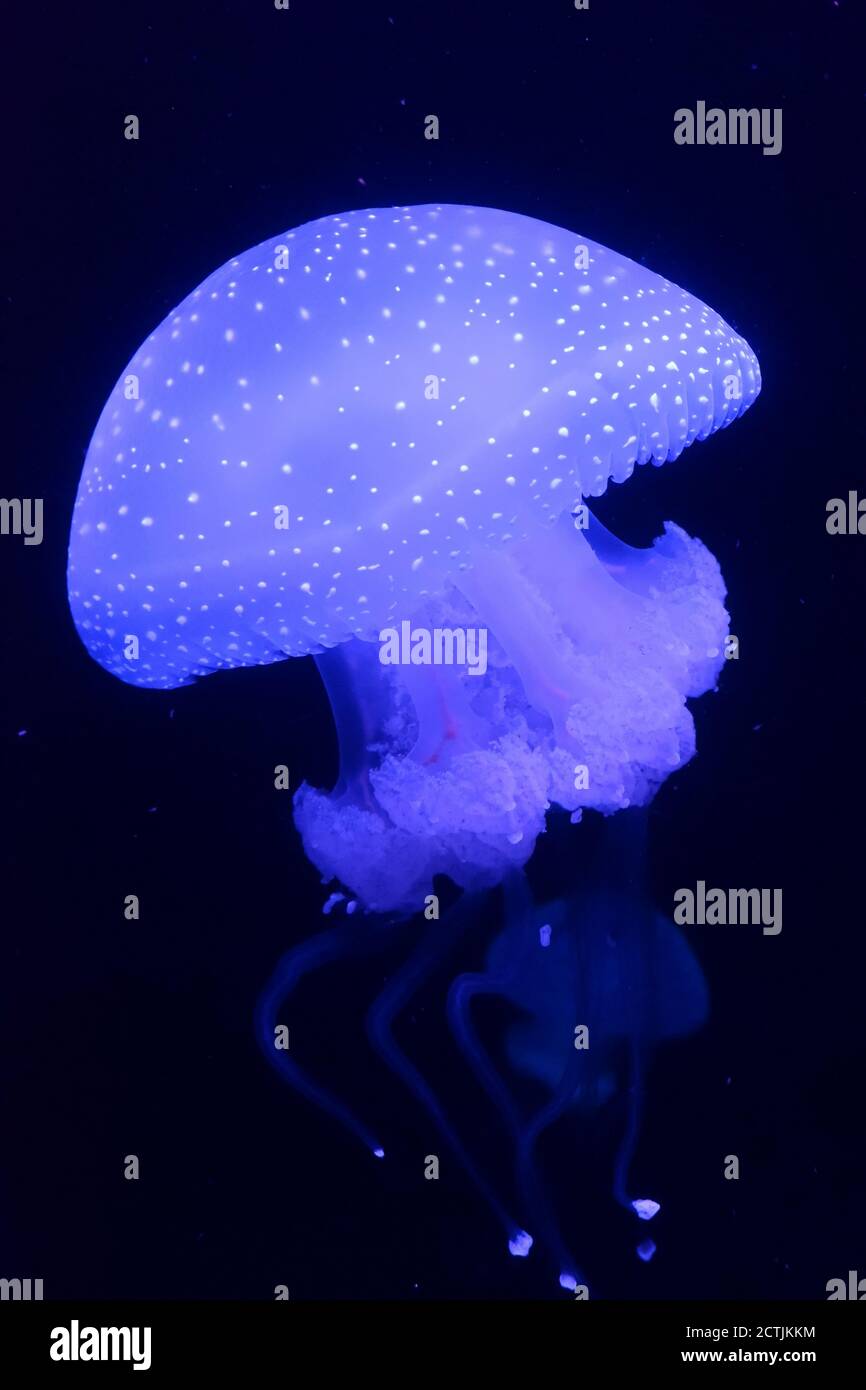 Jellyfish glowing in the dark Stock Photo Alamy