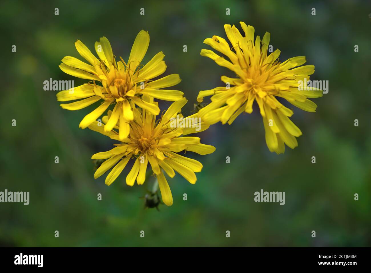 Yellow wildflowers on a blurred natural background close-up. Stock Photo