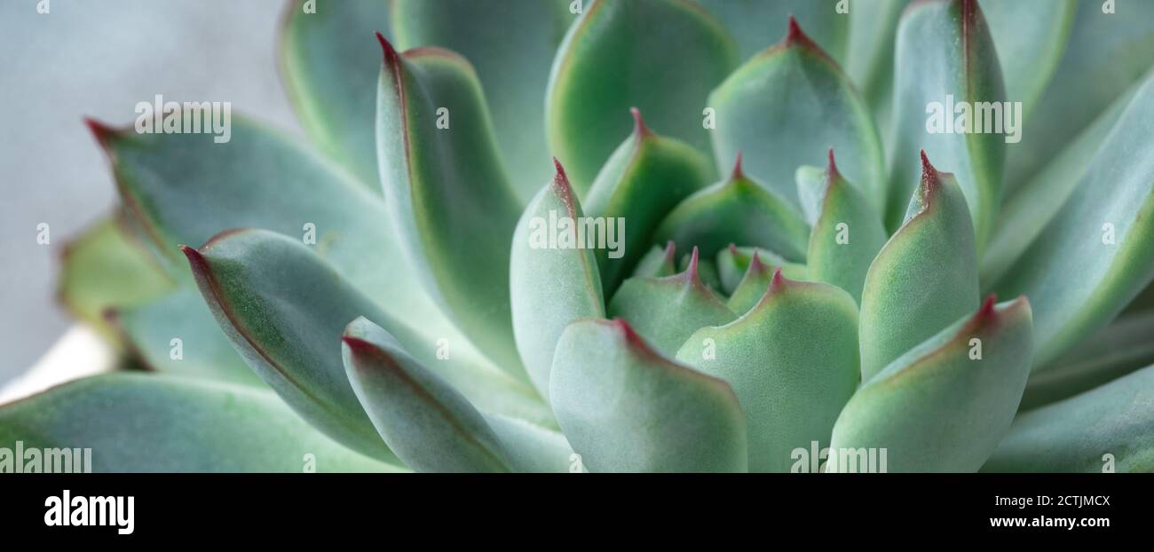 Natural background. Close up green echeveria succulent. Soft focus - Image Stock Photo