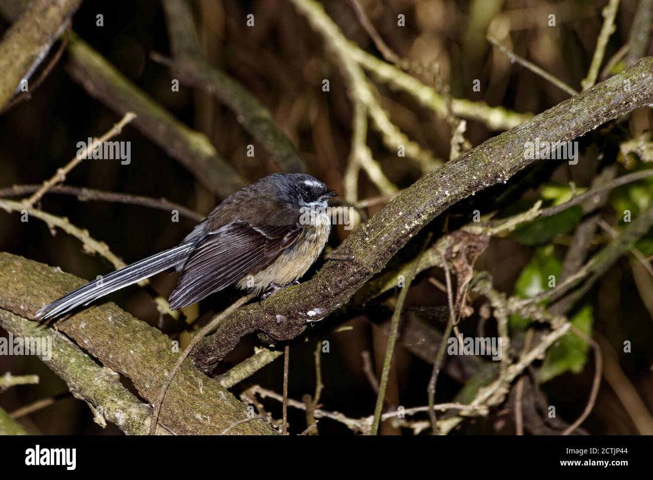The New Zealand fantail (Rhipidura fuliginosa) is a small insectivorous bird, the only species of fantail in New Zealand. Stock Photo
