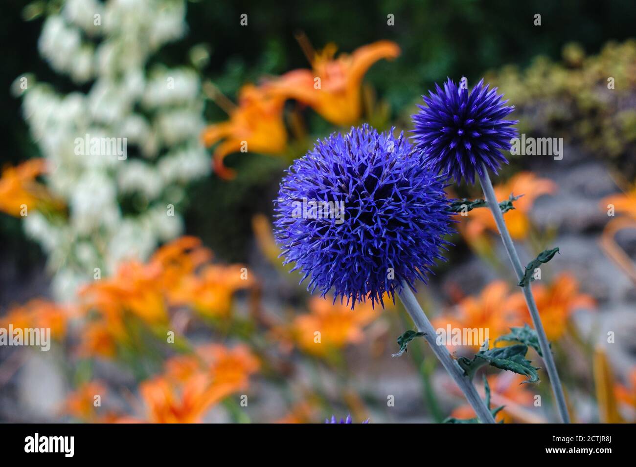 Wallpaper flower hi-res stock photography and images - Alamy