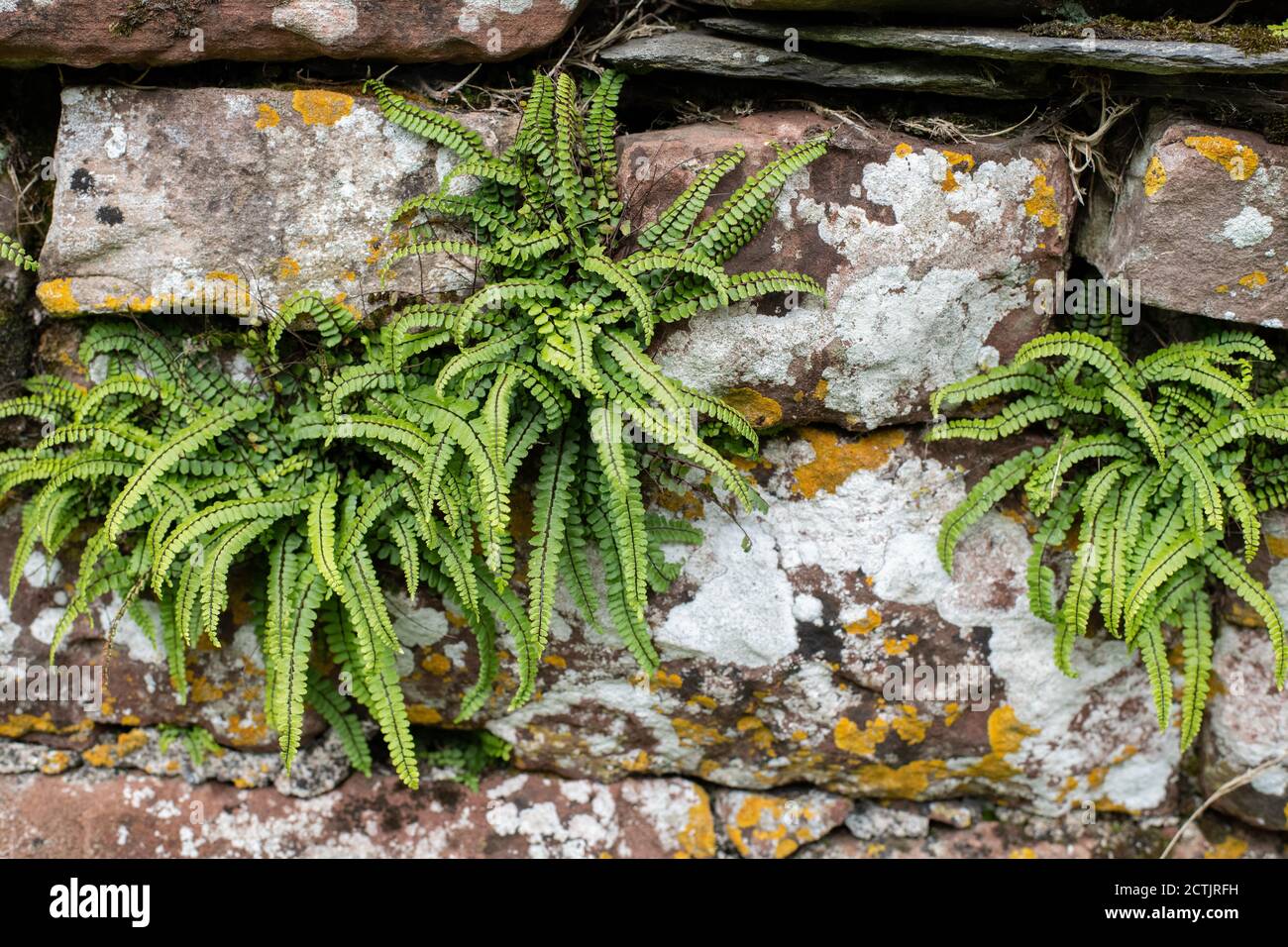Common Maidenhair Spleenwort or Asplenium trichomanes subsp quadrivalens growing in sandstone wall, Cumbria, England, UK Stock Photo