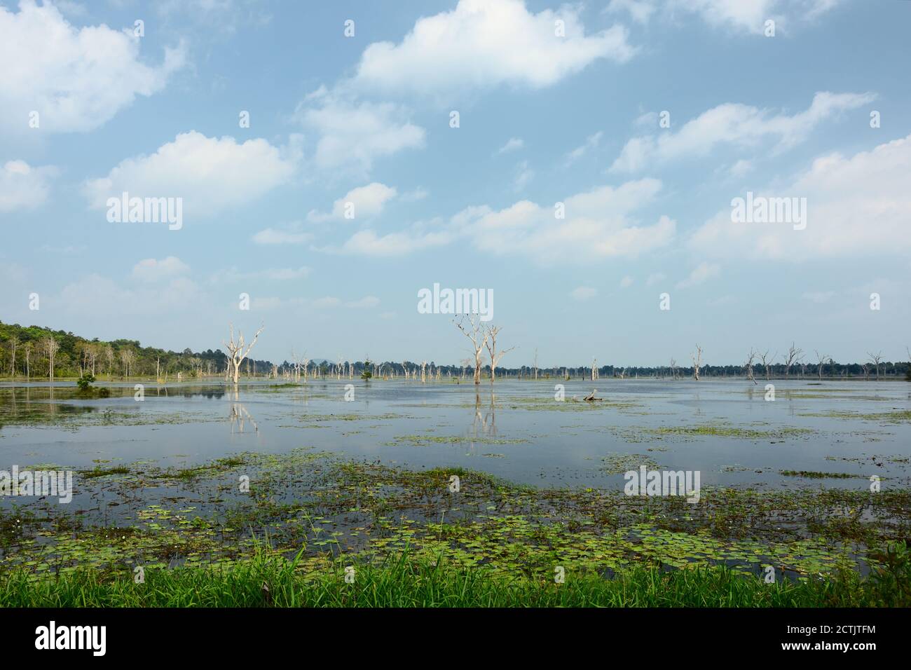 Dead trees in the Jayatataka Baray (reservoir) in Angkor near Neak Pean ...