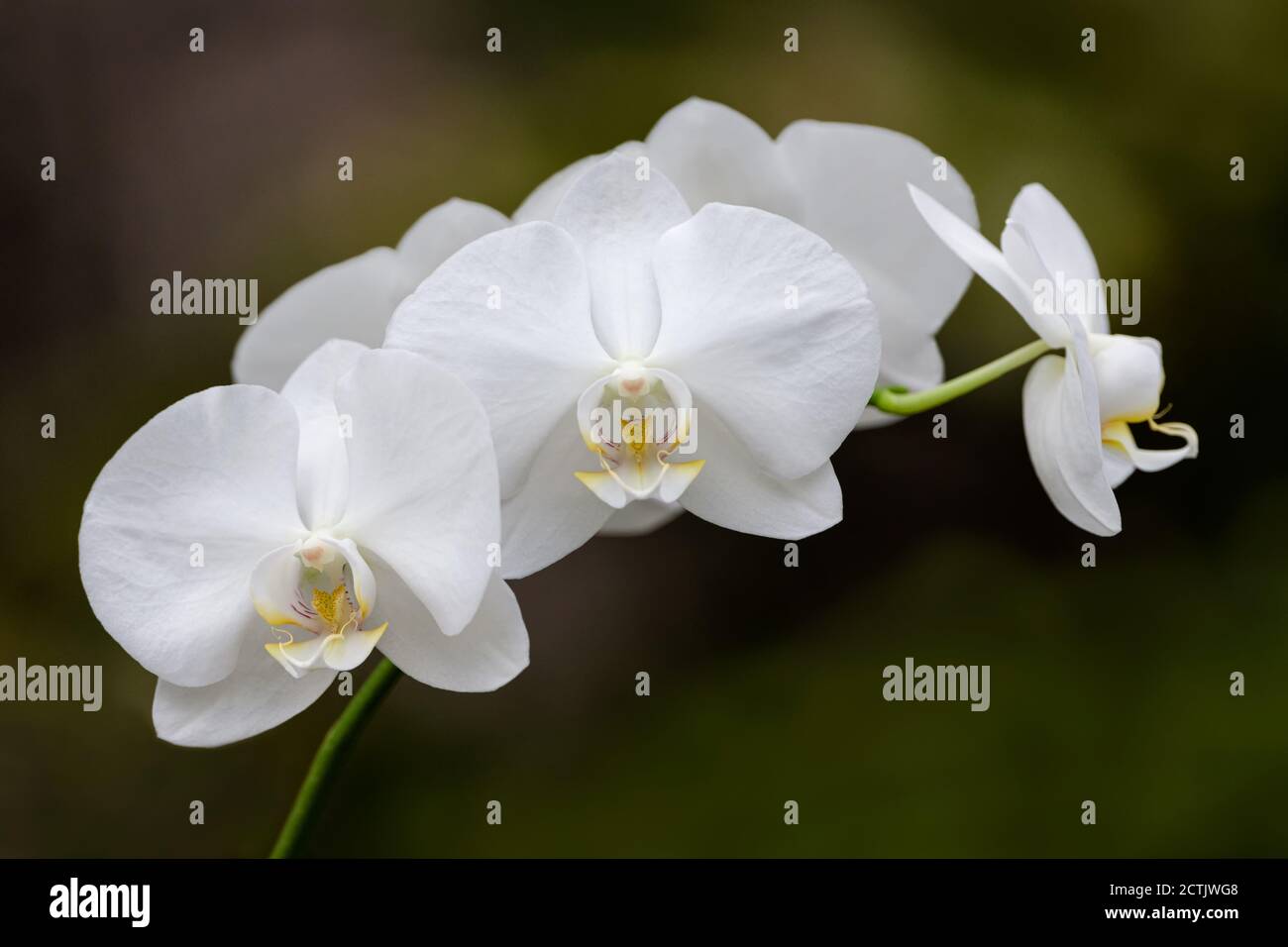 A stem with white Orchid blossoms on dark background with space for type Stock Photo