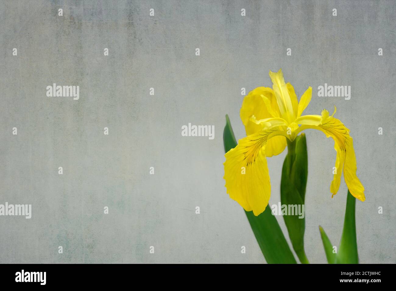 Single yellow Iris on off-white background Stock Photo
