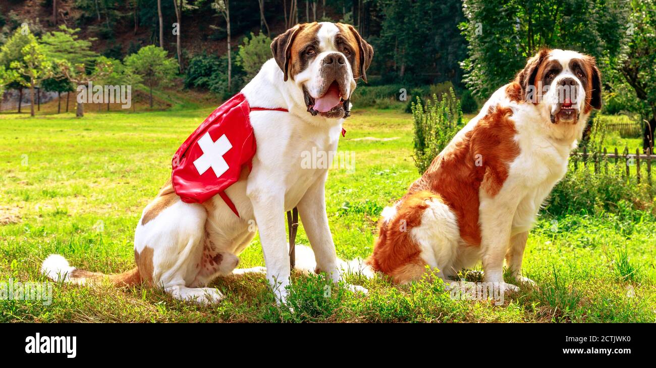 Two St. Bernard dog standing on a green lawn outdoor. St Bernard is a breed of large rescue dog from Alps. They were bred for rescue work by hospice Stock Photo