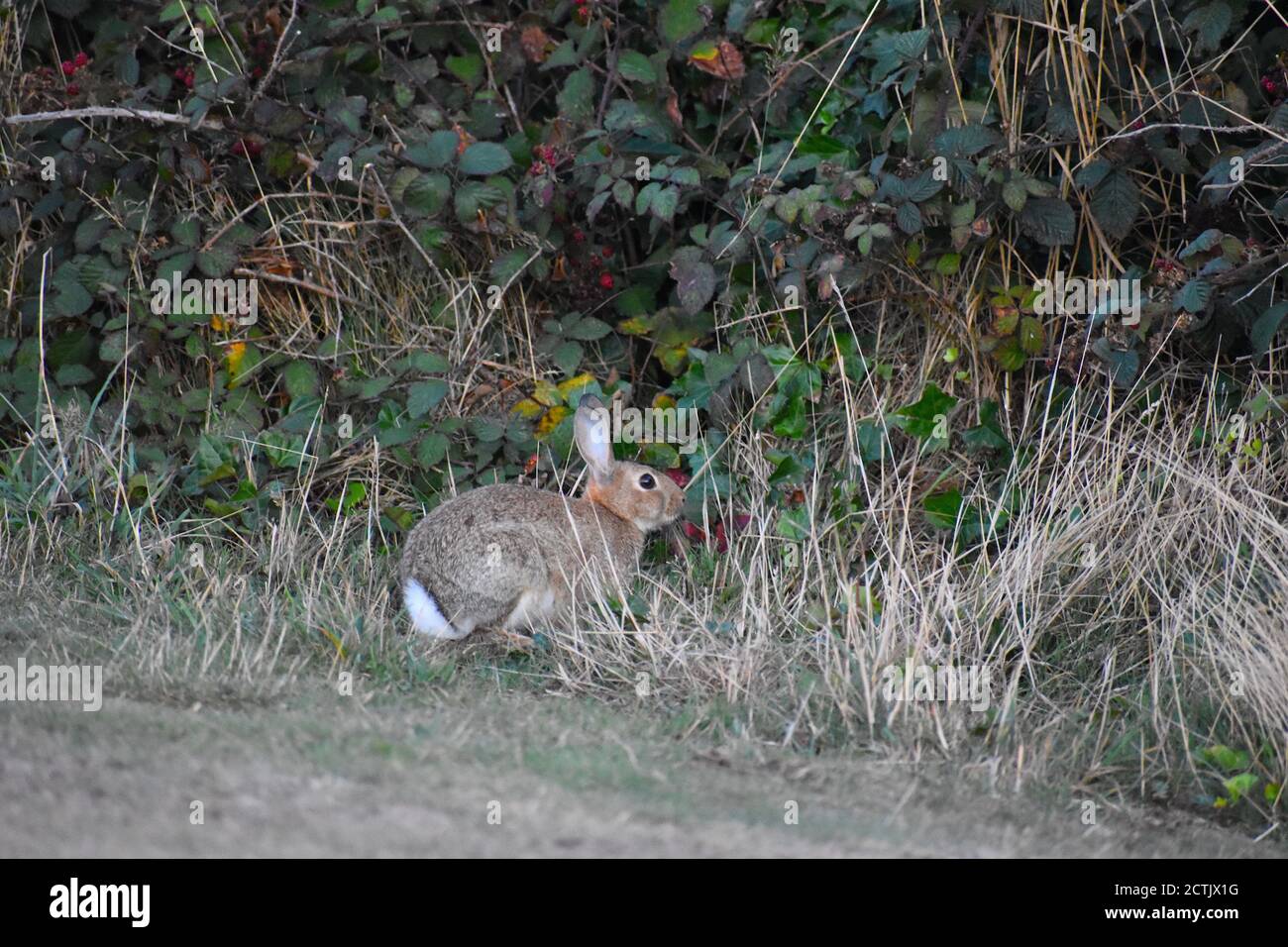 Rabbit hunting scotland hi-res stock photography and images - Alamy
