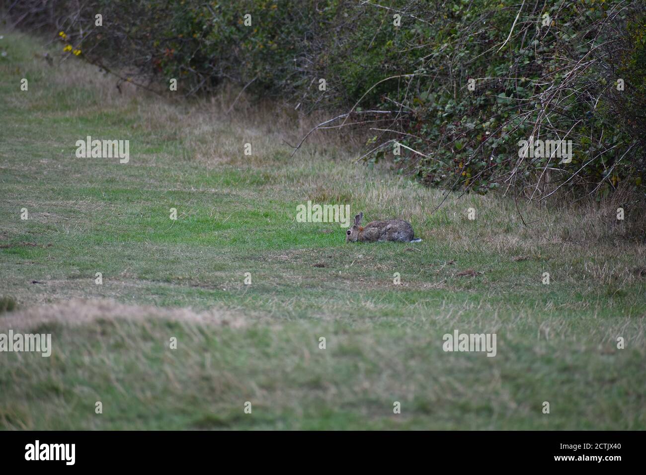 The UK Rabbit is a small mammal with a fluffy tail whiskers and distinctive long ears It has a rather stout body a rounded back and powerful hind legs Stock Photo