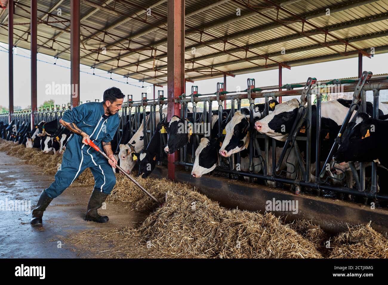 Farmer feeding fodder to cows in shed Stock Photo - Alamy