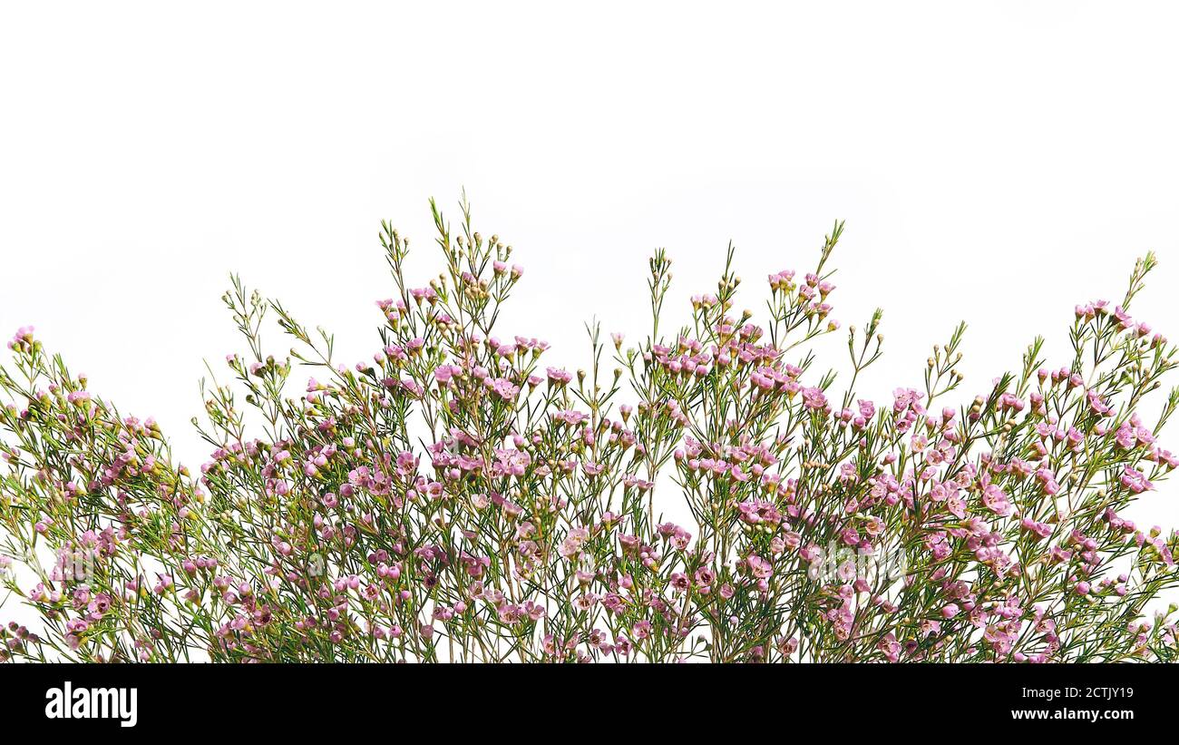 Chamelaucium flower branch border, for floral design. Stock Photo