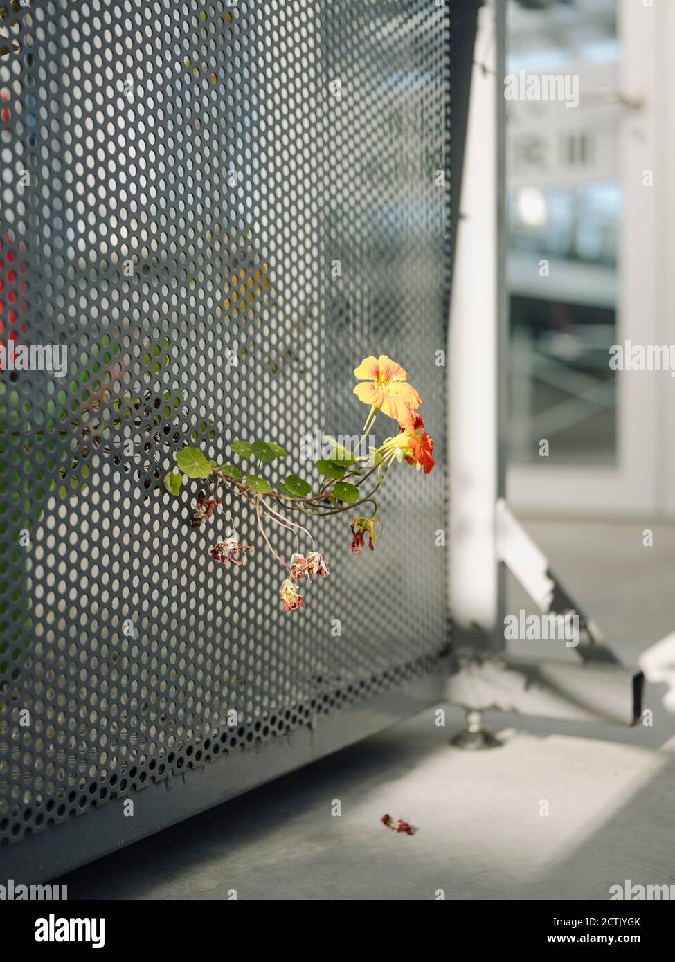 Close up flowers growing on hi-res stock photography and images - Alamy