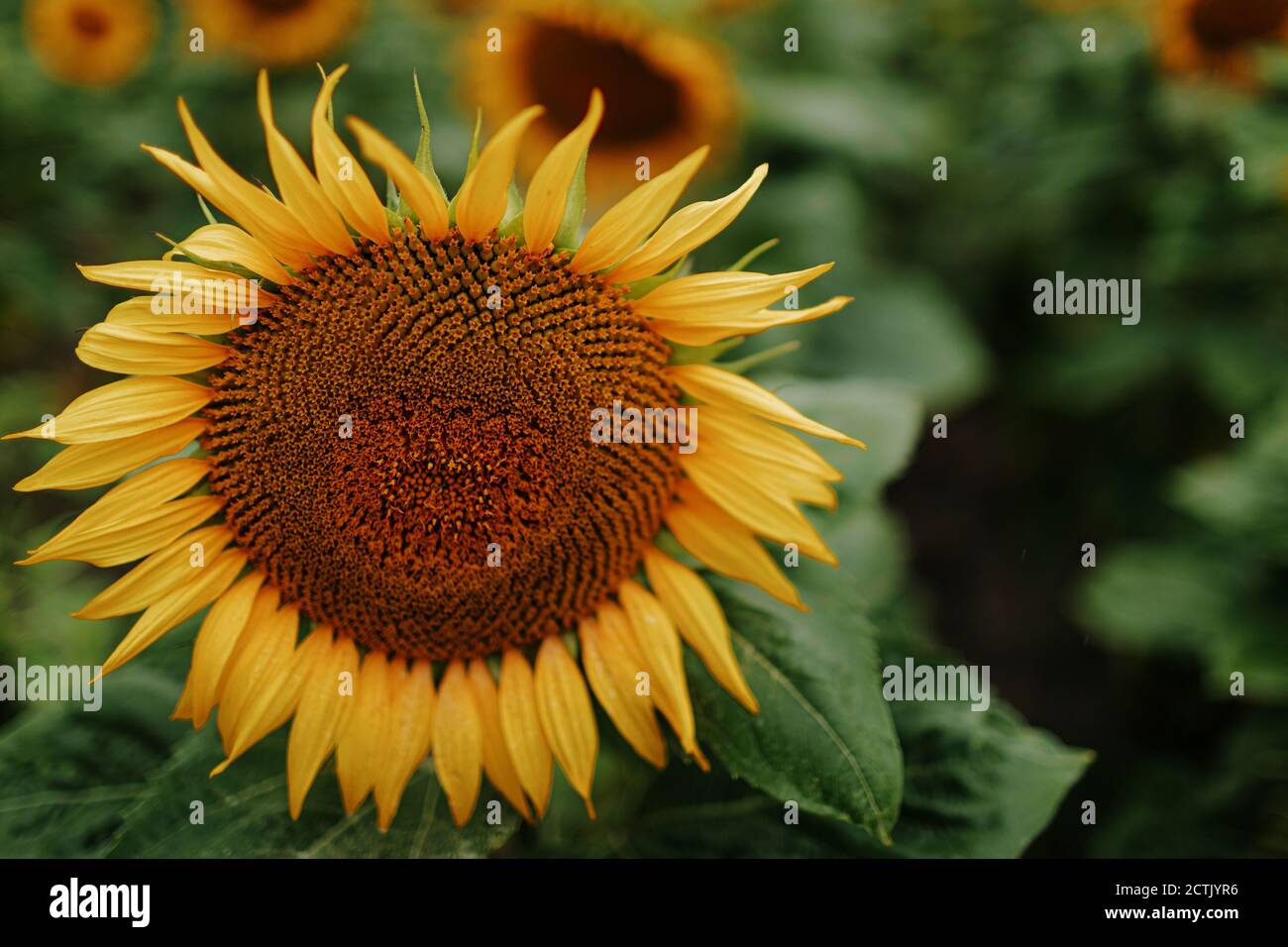 Close up sunflower in field hi-res stock photography and images - Alamy
