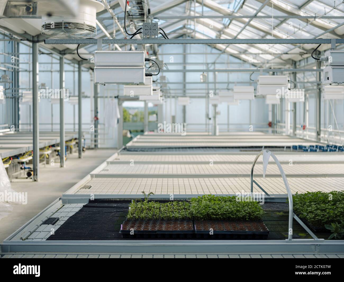 Plants growing in greenhouse Stock Photo - Alamy