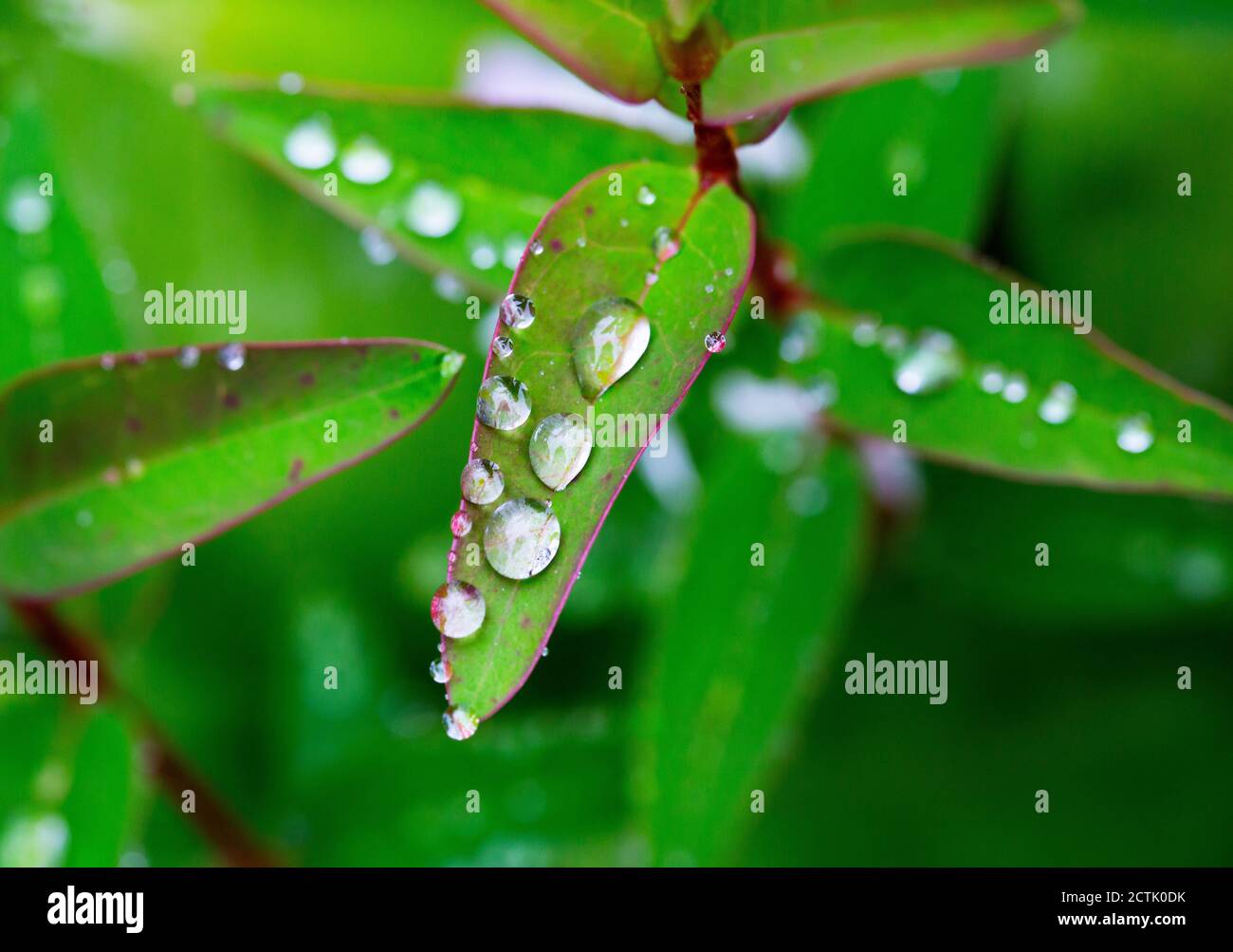 Raindrops on green leaf of Saint Johns wort (Hypericum perforatum) Stock Photo