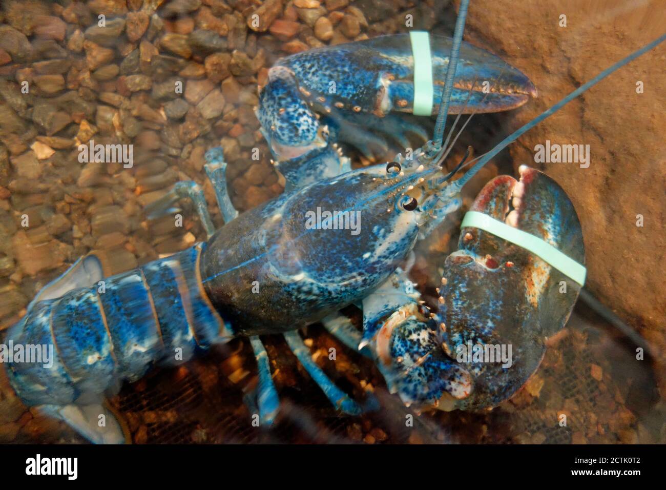 a rare blue american lobster Stock Photo