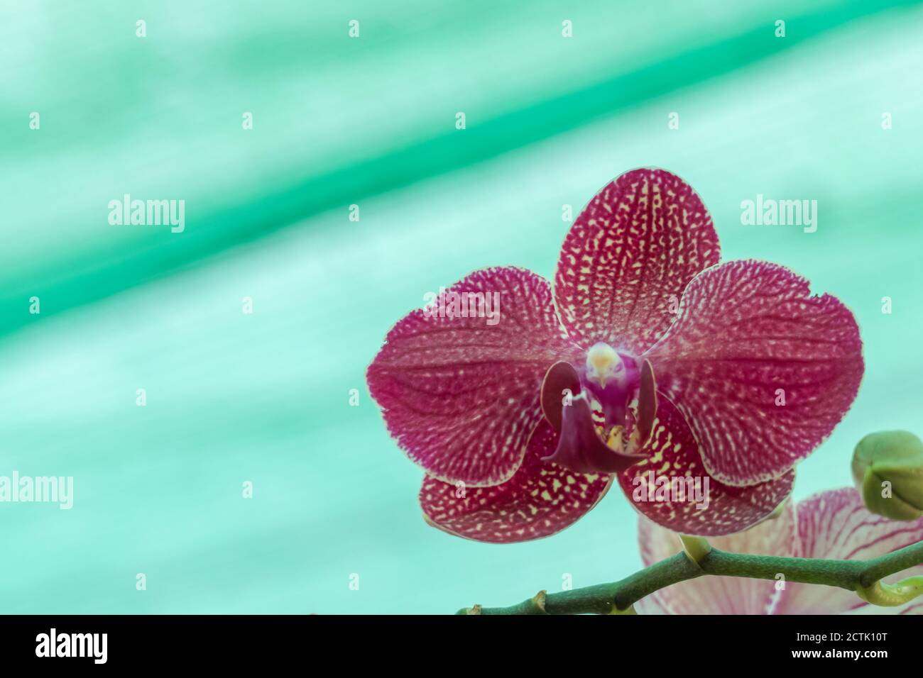 flower moth orchid phalaenopsis center look like a bird head Stock Photo Alamy