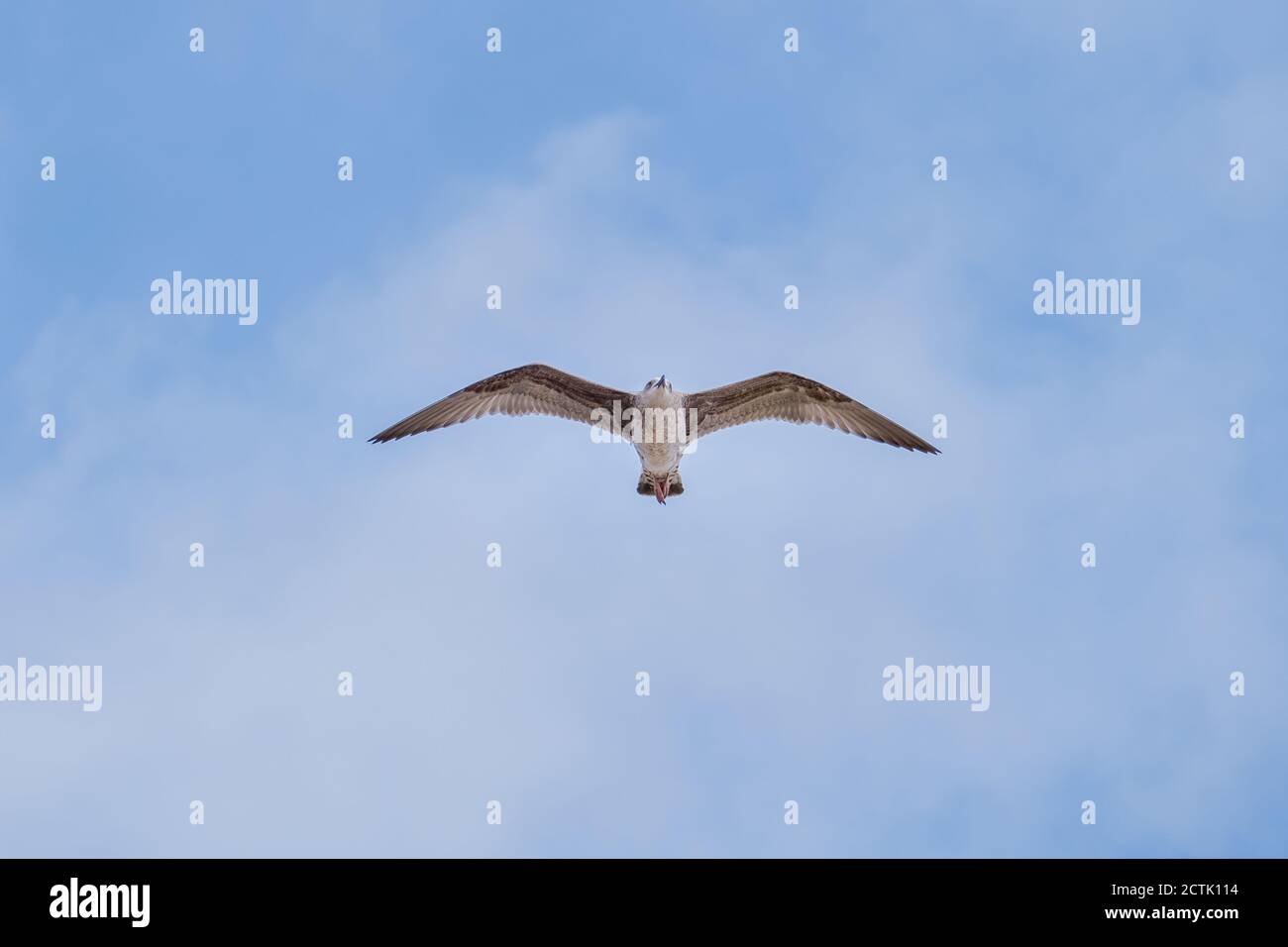 seagull flying with the blue skyand white clouds in the background Stock Photo