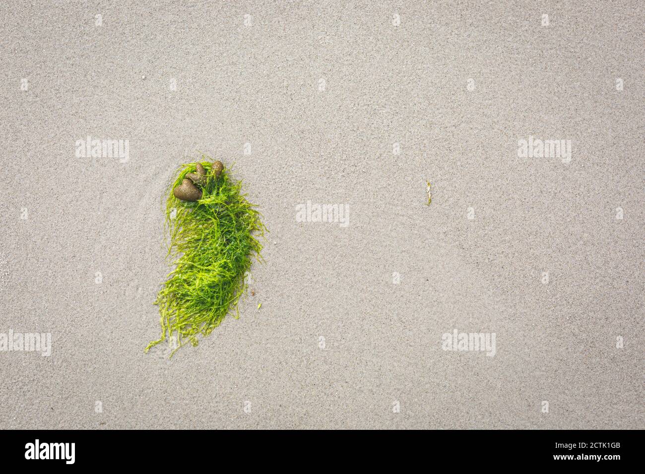 Seaweeds lying on beach sand Stock Photo