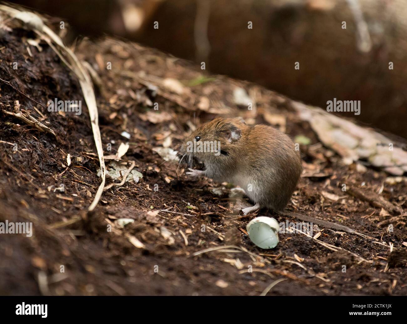 Forest mouse hi-res stock photography and images - Alamy