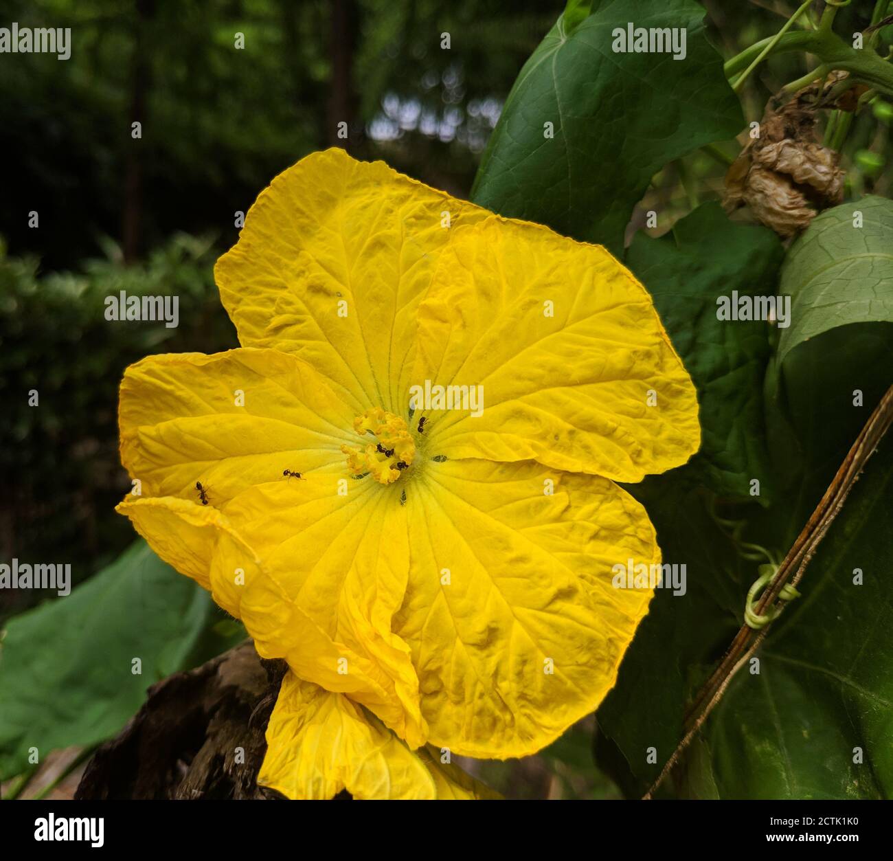 some ants in the middle of yellow luffa flower Stock Photo