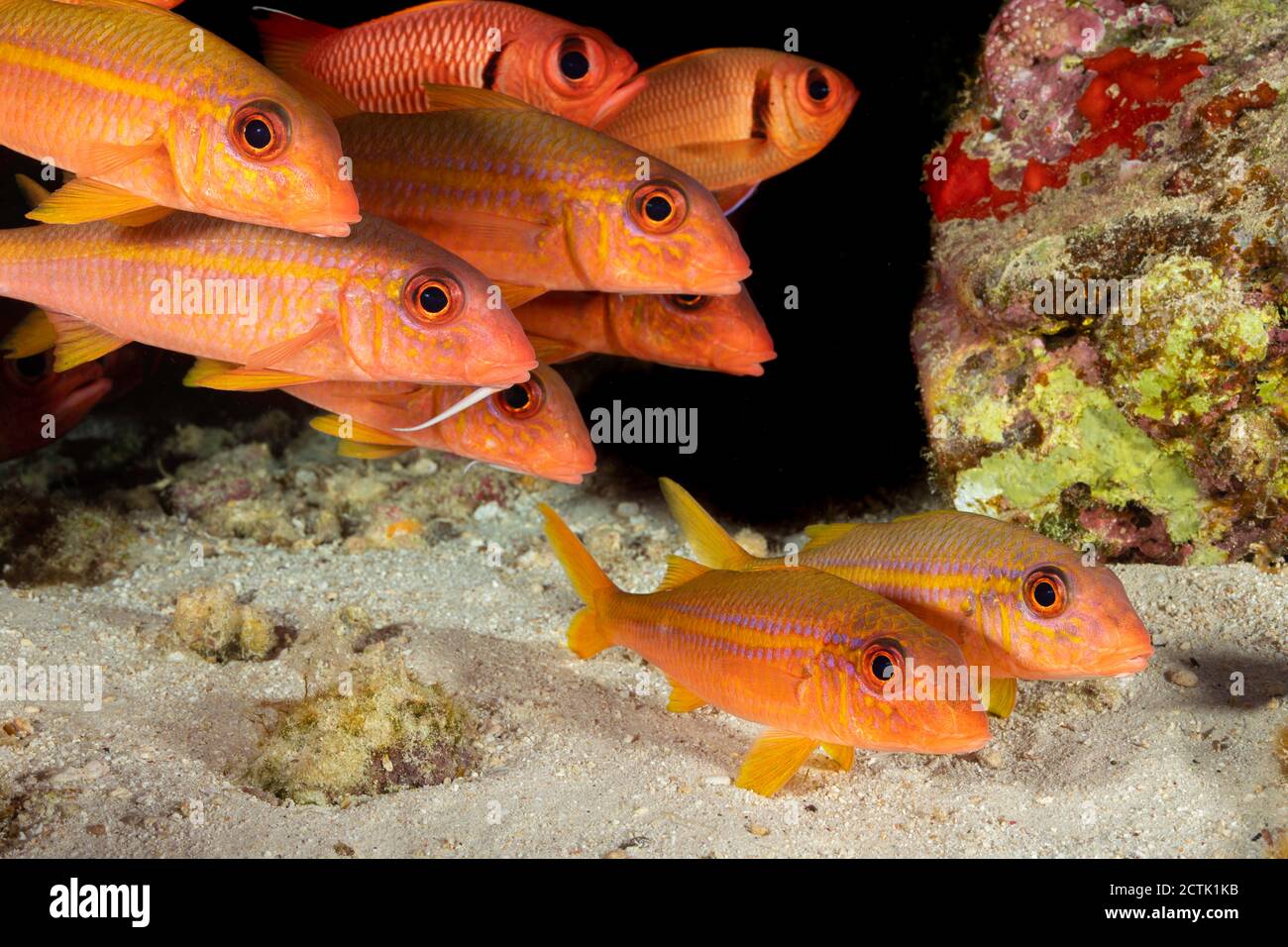 These yellowfin goatfish, Mulloidichthys vanicolensis, are sharing a crevice with  shoulderbar soldierfish, Myripristis kuntee, Hawaii. This species t Stock Photo