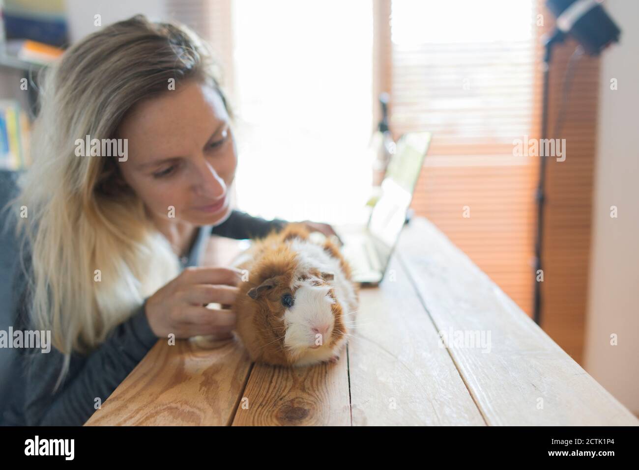 Blond woman stroking guinea pig while sitting with laptop at table Stock Photo
