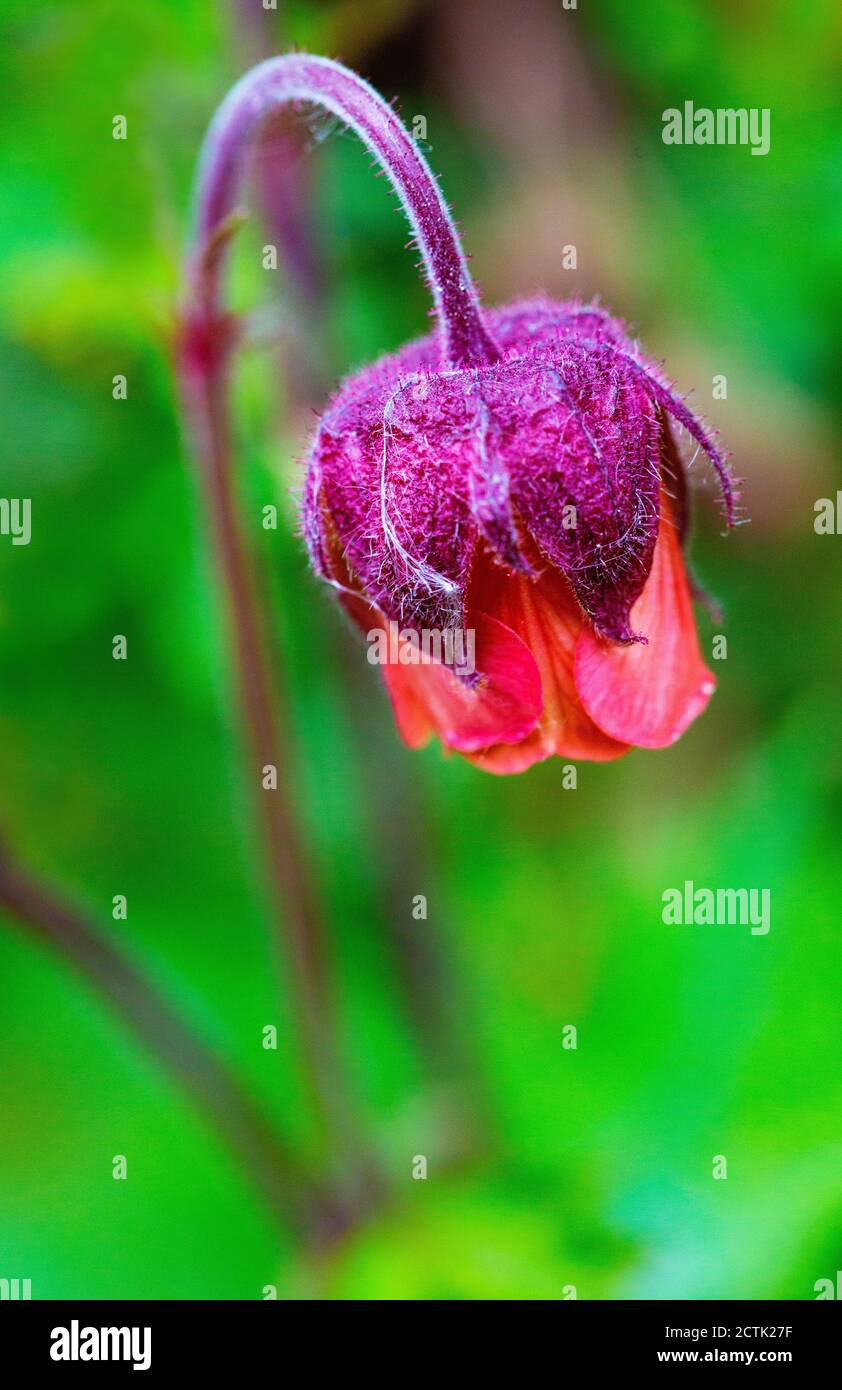 Geum rivale flower in hi-res stock photography and images - Alamy