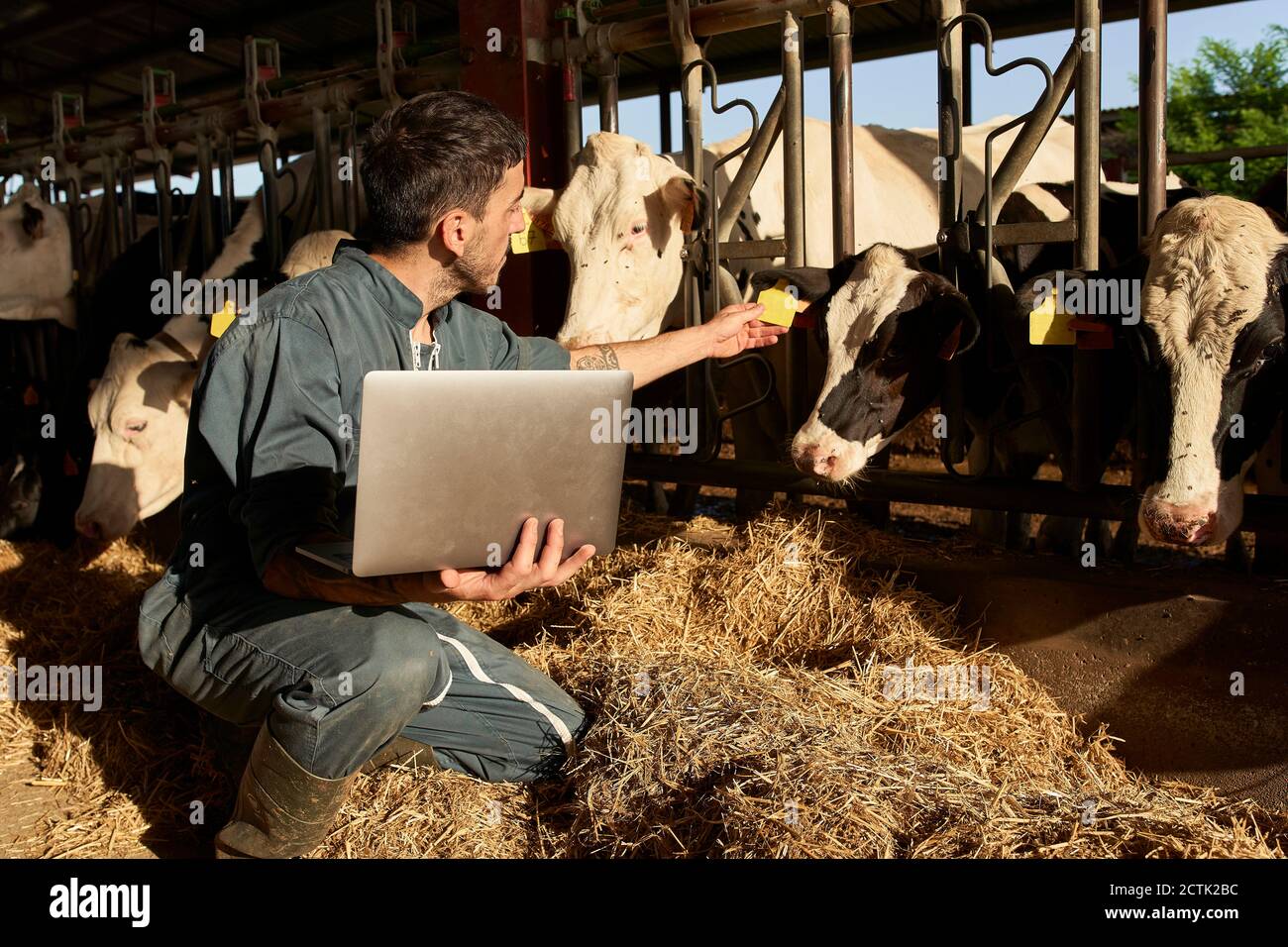 Farmer feeding cows while using laptop near livestock at farm Stock
