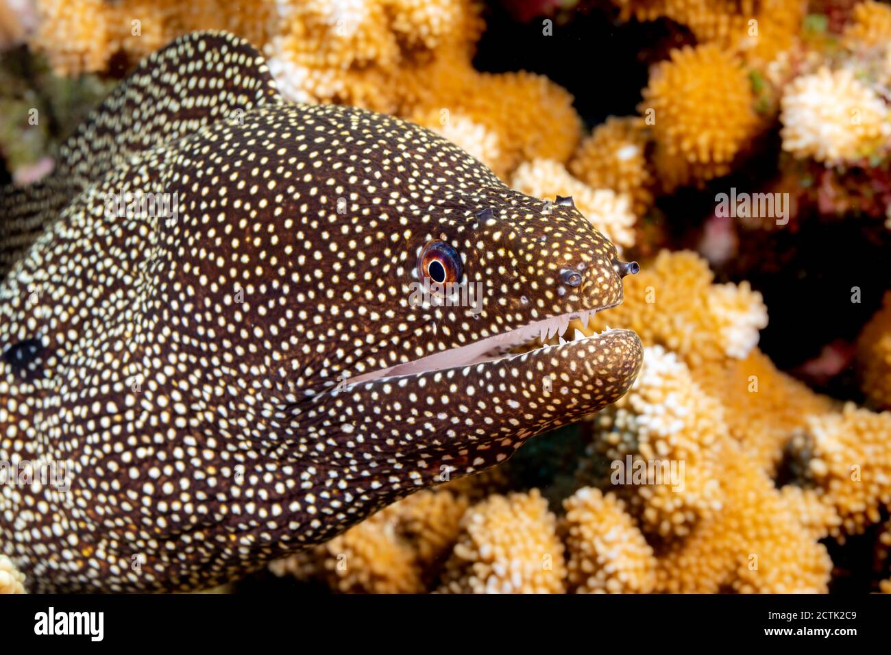 A close look at a whitemouth moray eel, Gymnothorax meleagris, showing the curved teeth in the upper jaw for holding prey, Hawaii. Stock Photo