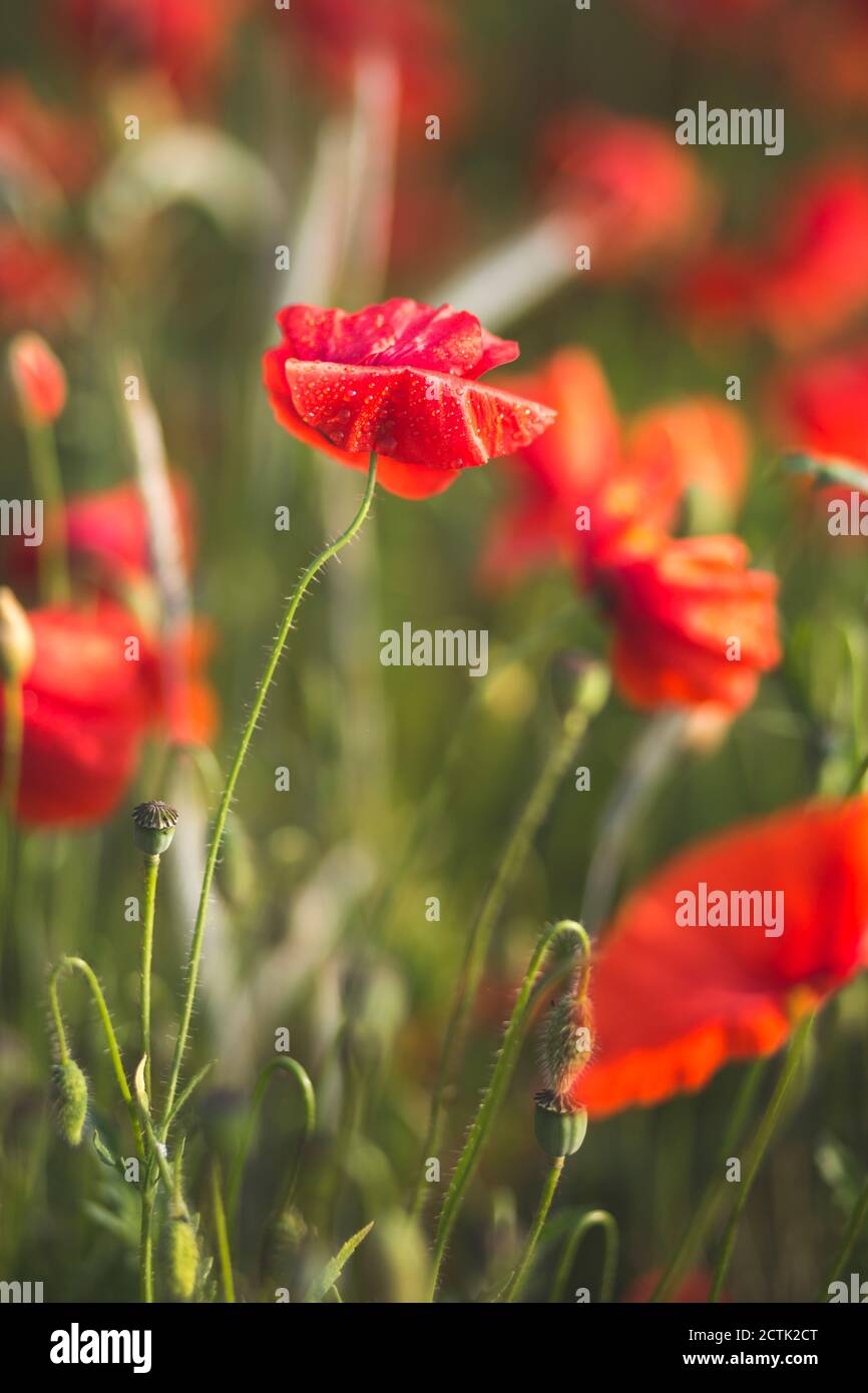 Red poppy flower hi-res stock photography and images - Alamy