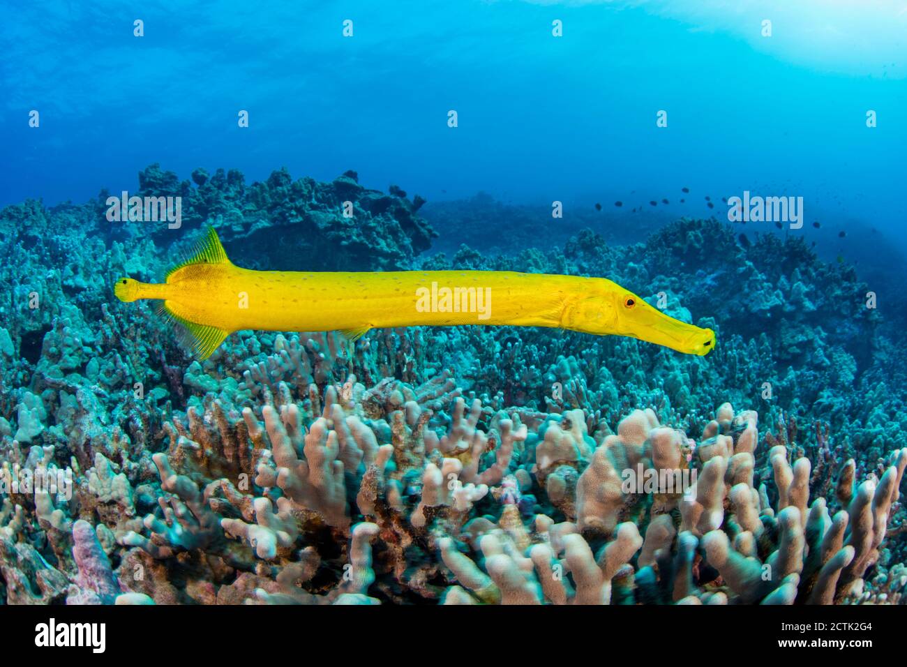 The dots on this yellow trumpetfish, Aulostomus chinensis, are parasitic copepods, Hawaii. Stock Photo