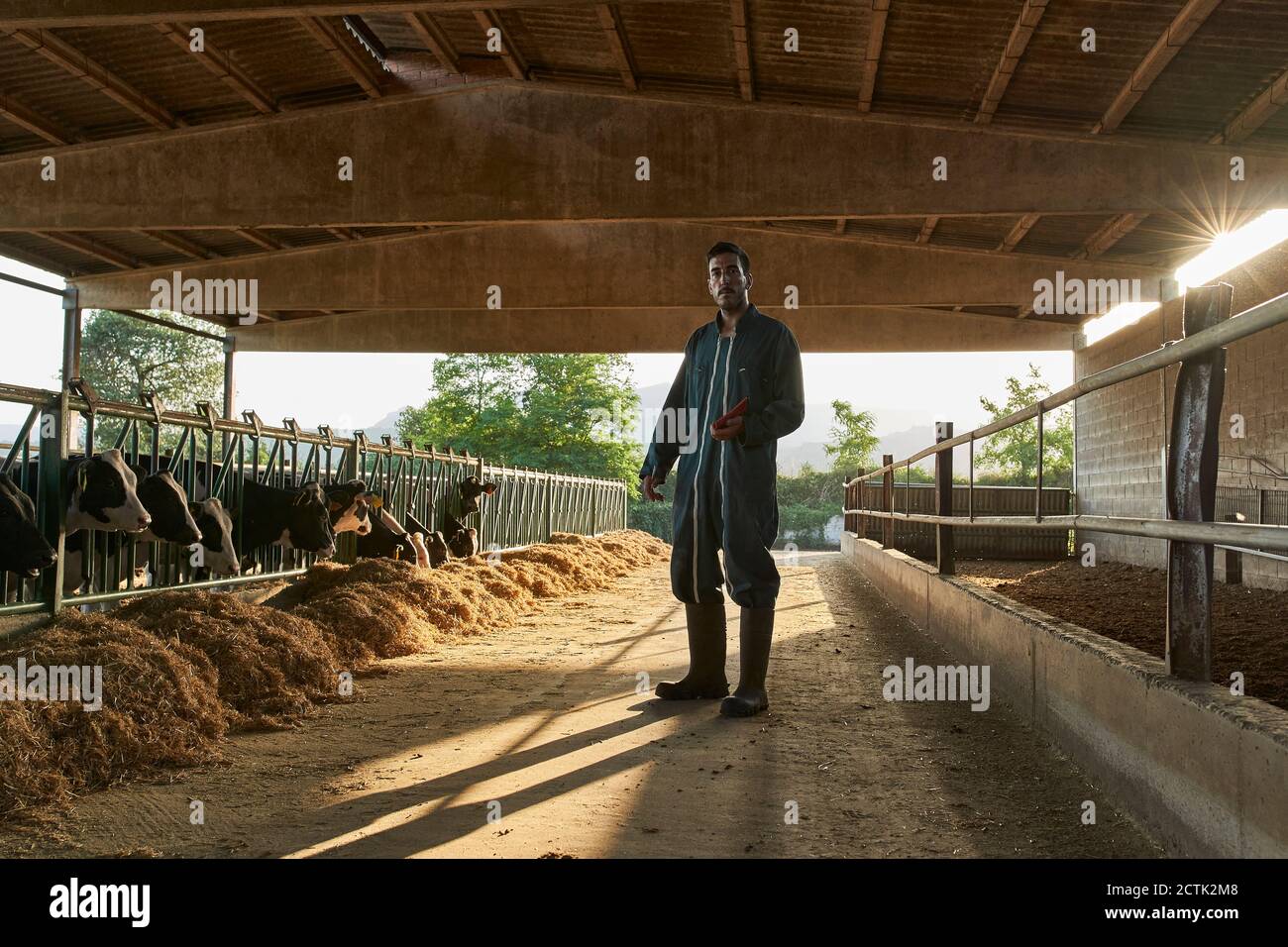 Farmer standing by cows in shed at farm Stock Photo - Alamy