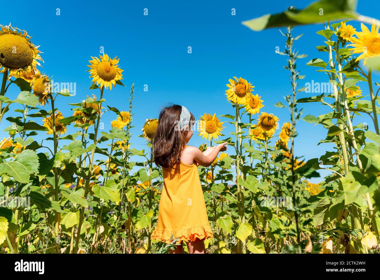 Girl in sunflower field hi-res stock photography and images - Page