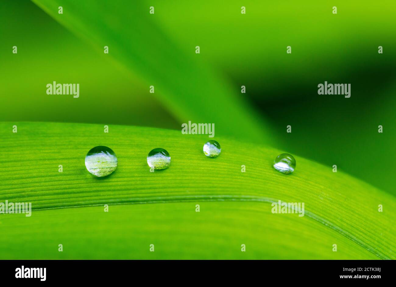 Raindrops on green lilium leaf Stock Photo