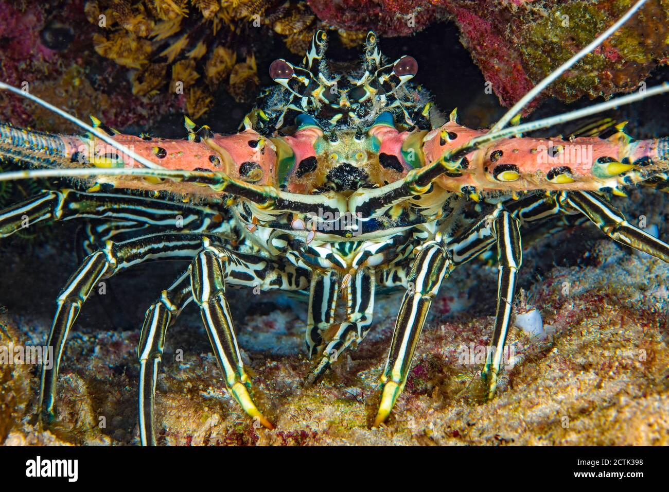 The painted spiny lobster, Panulirus versicolor, is also referred to as a painted crayfish, Philippines. Gooseneck barnacles, also called stalked barn Stock Photo
