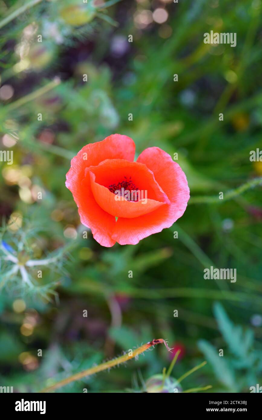 Orange and red poppy flowers Stock Photo