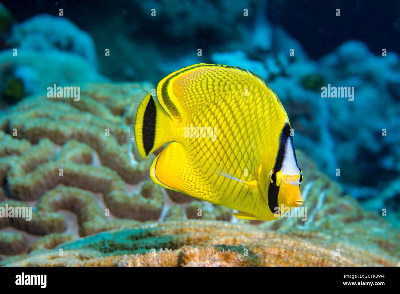 The latticed butterflyfish, Chaetodon rafflesi, feeds on sea anemones, polychaetes and coral polyps.  Yap, Federated States of Micronesia. Stock Photo