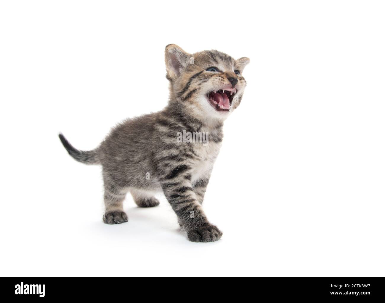 cute baby tabby kitten isolated on white background and crying Stock Photo