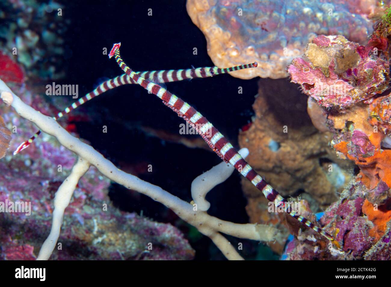 The male banded pipefish, Dunckerocampus dactyliophorus, is pictured here carrying the eggs of the female just behind, Dumaguete, Philippines. Stock Photo
