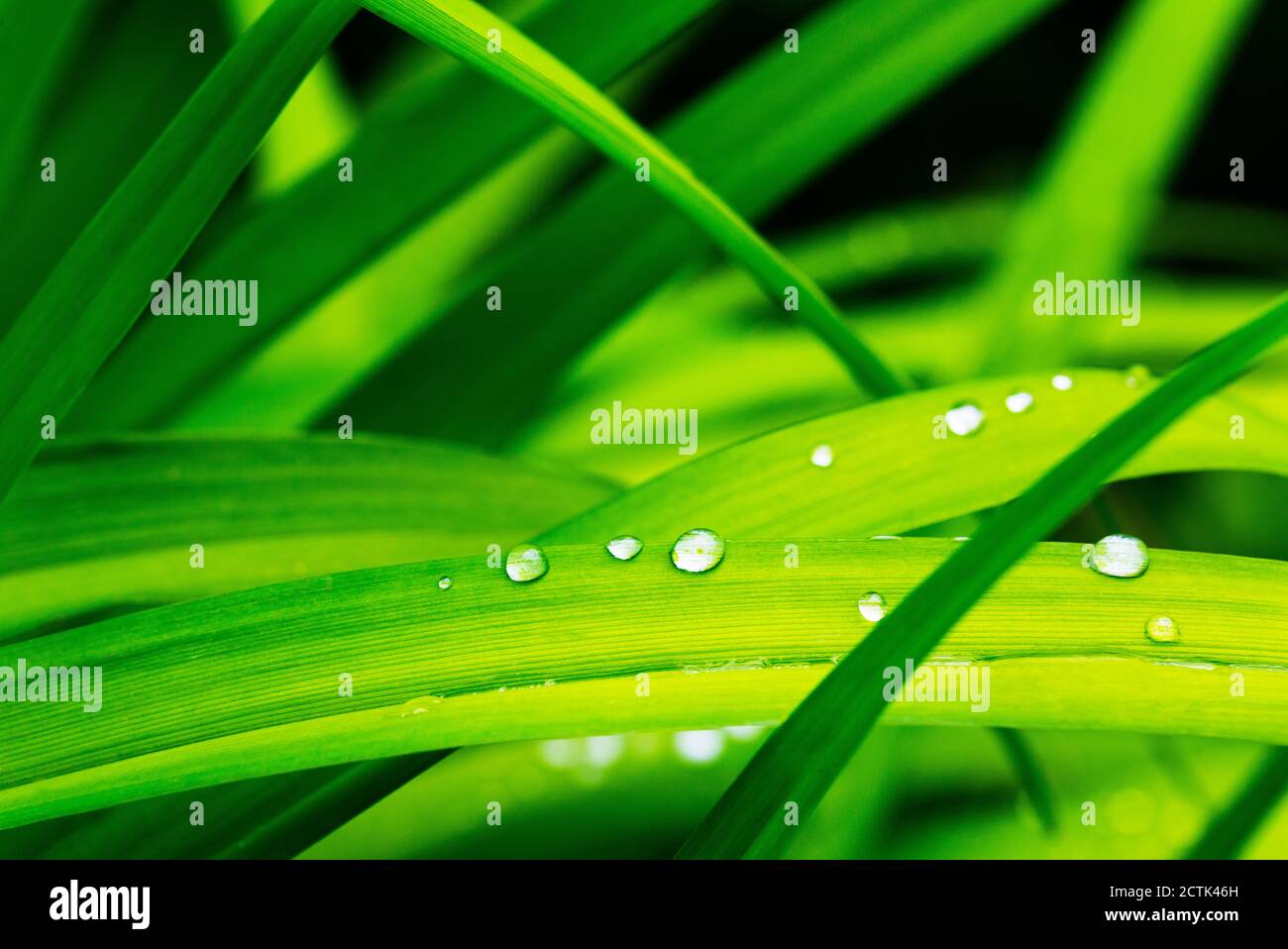 Raindrops on green lilium leaves Stock Photo