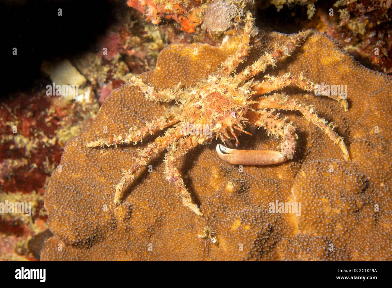 The pronghorn decorator crab, Schizophrys dama, is part of the group known as spider crabs, Philippines. Stock Photo